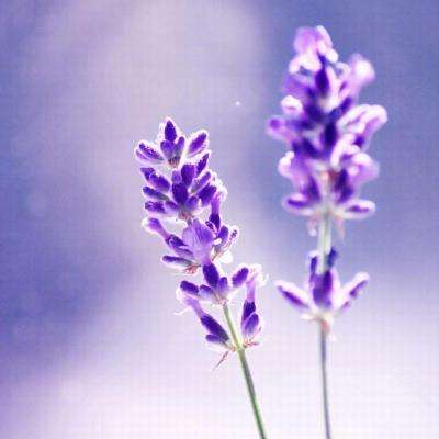 网赌游戏软件排行榜